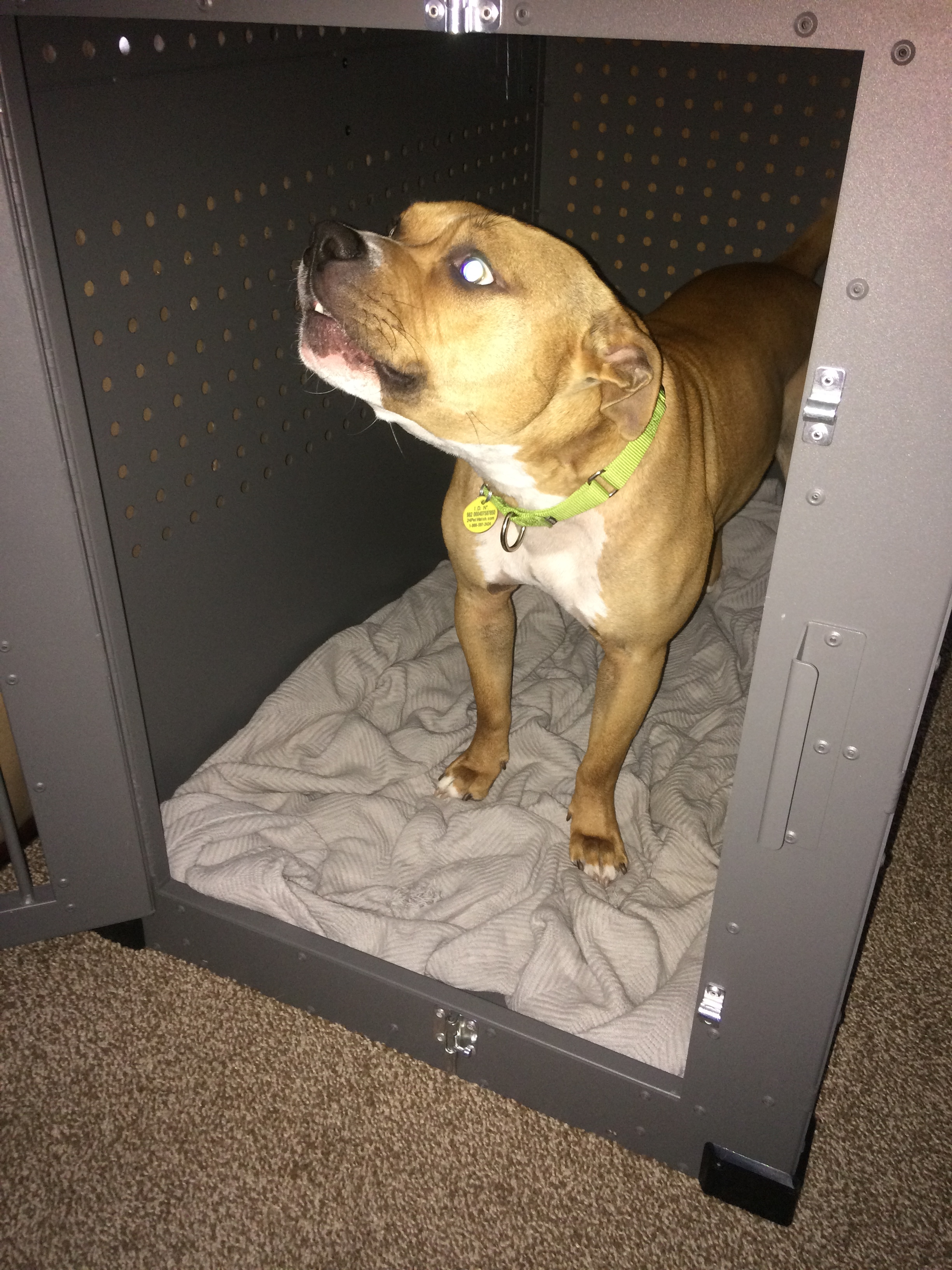 Ernie and his heavy duty dog crate from CarryMyDog.com