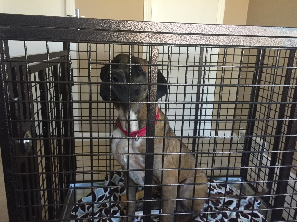 Leon Mastiff in his Xtreme heavy duty dog crate from carrymydog.com
