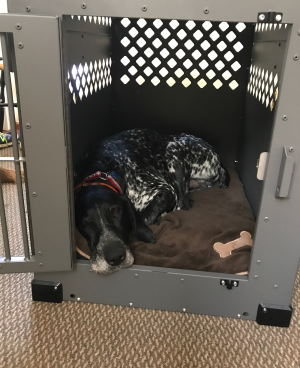 Ranger in his new heavy duty dog crate from CarryMyDog.com