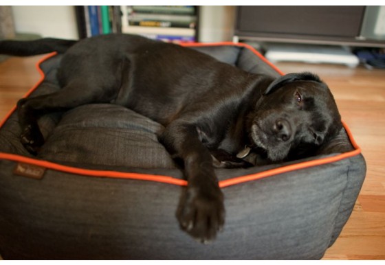 Urban Denim Luxury Dog Bed